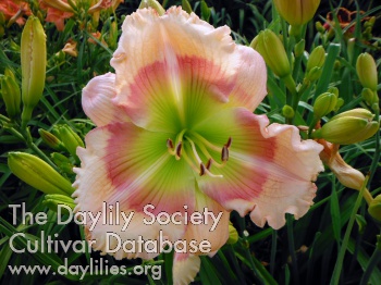 Daylily Wings over the Rainbow